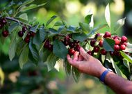 Agriculture : la crise des cerises, une déconfiture française