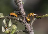 Les produits de biocontrôle, une alternative aux pesticides ?