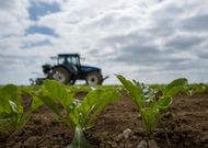 Agriculture : les betteraviers à la recherche de substituts aux néonicotinoïdes