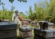 « Avec mes abeilles » : l’apiculture, une philosophie de vie