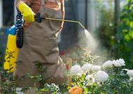 Pesticides : faut-il se méfier des fleurs du commerce ?