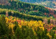 Climat : la forêt, une passion française menacée