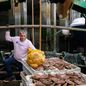 Coquilles Saint-Jacques : des stocks record dans la Manche grâce à la pêche régulée