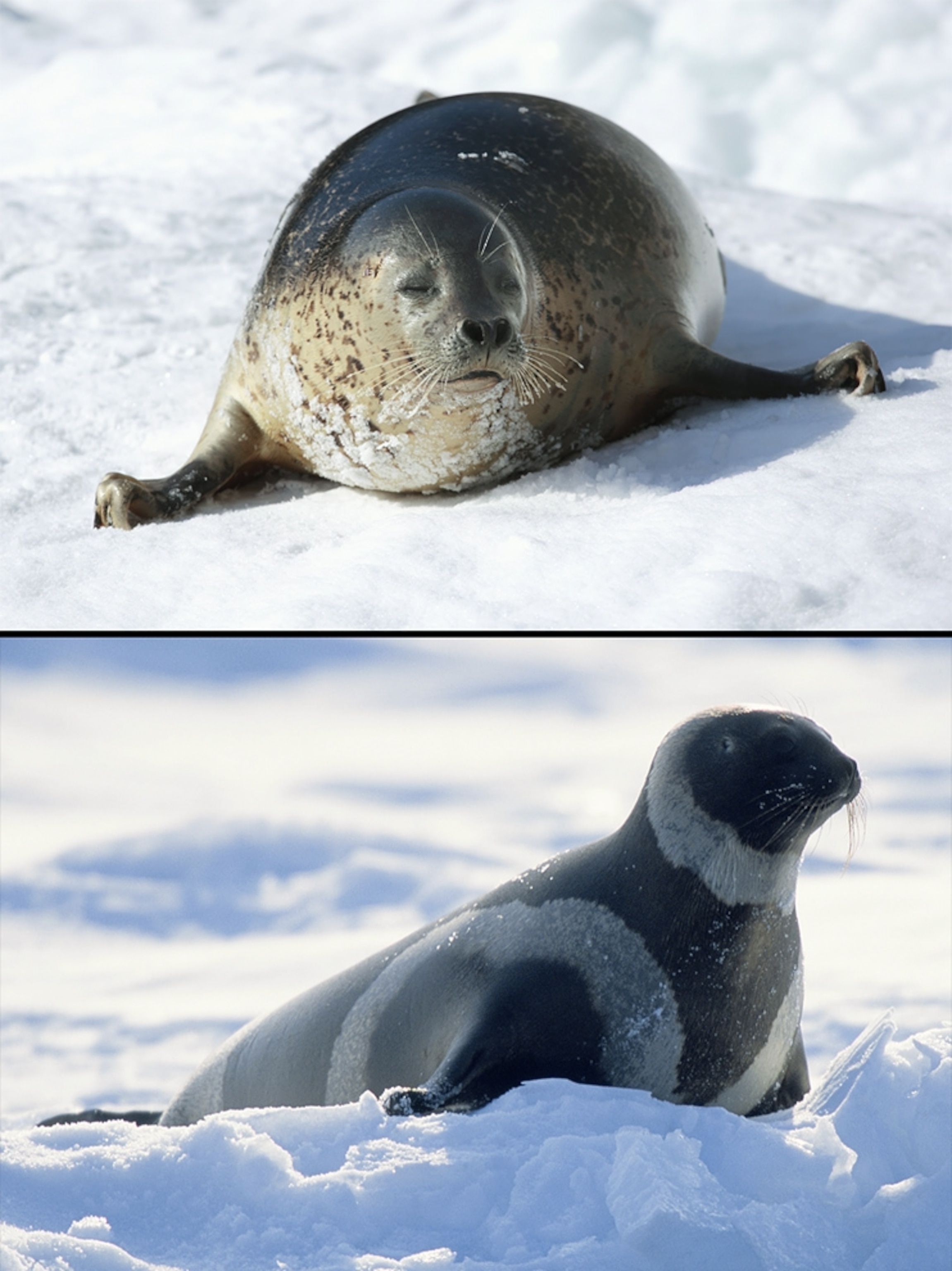 Ribbon Seal and spotted seal pictures for news on how Arctic animals may interbreed to create hybrid species