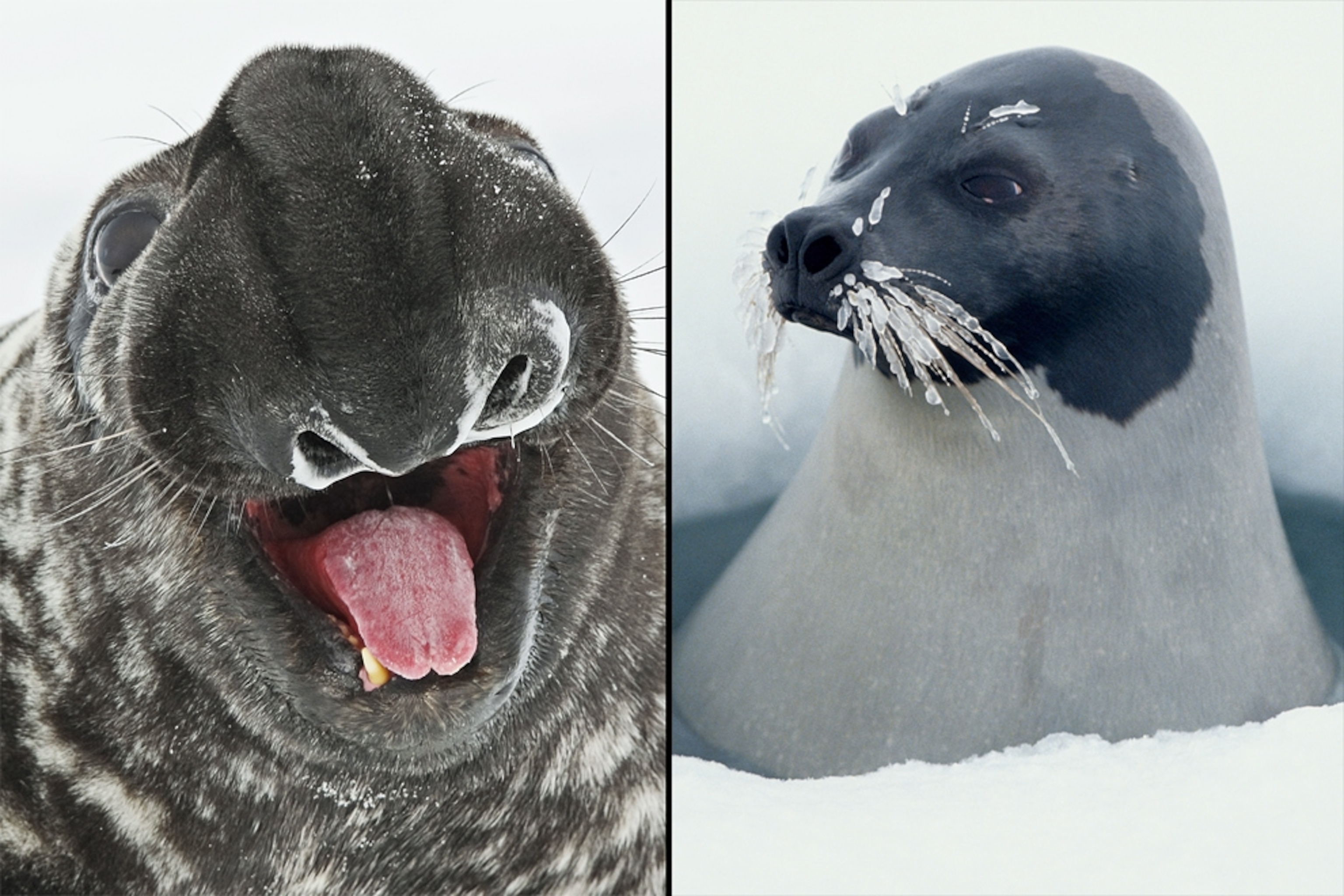 Harp seal and hood seal pictures for news on how Arctic animals may interbreed to create hybrid species