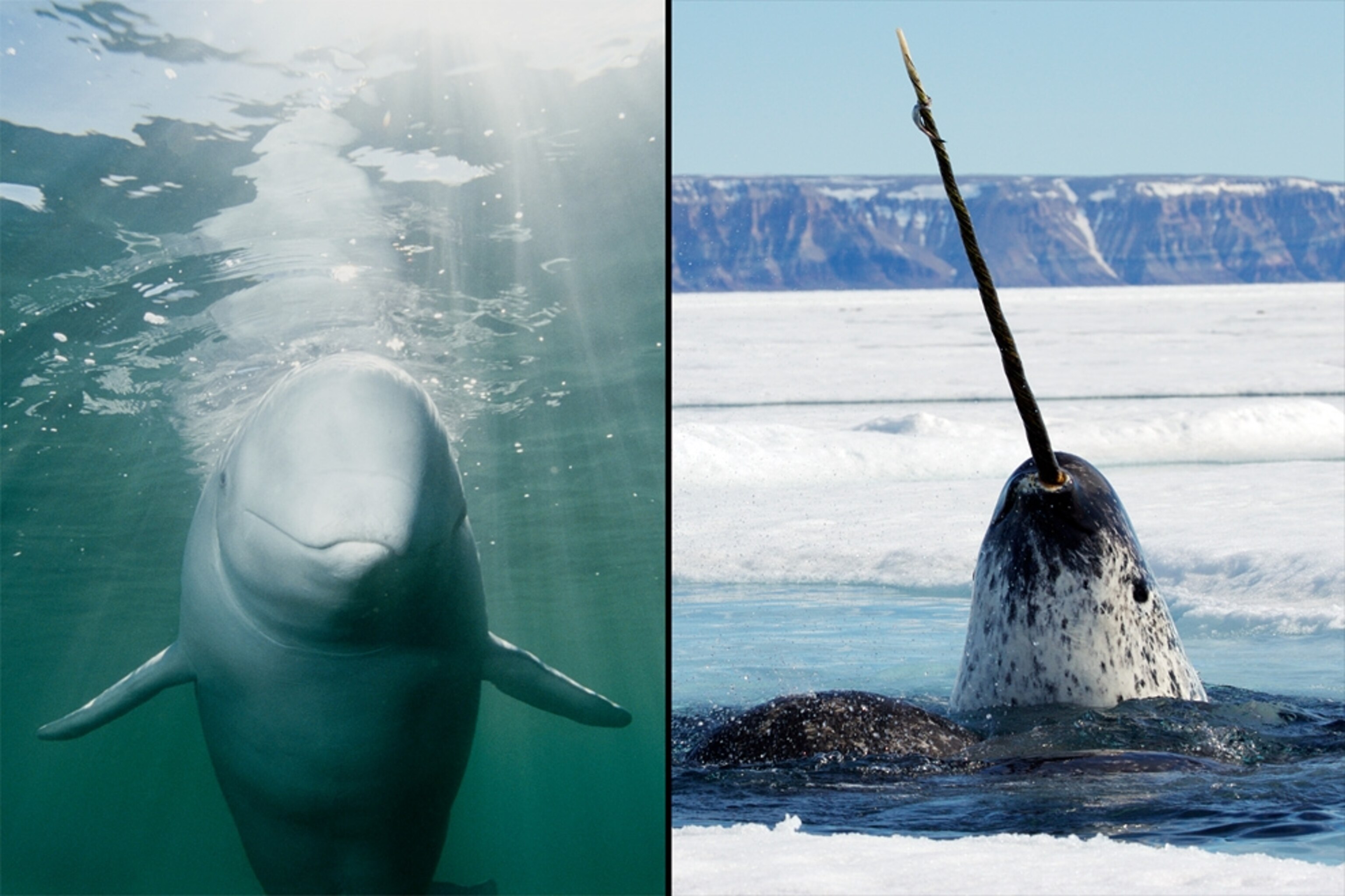 Narwhal and beluga whale pictures for news on how Arctic animals may interbreed to create hybrid species