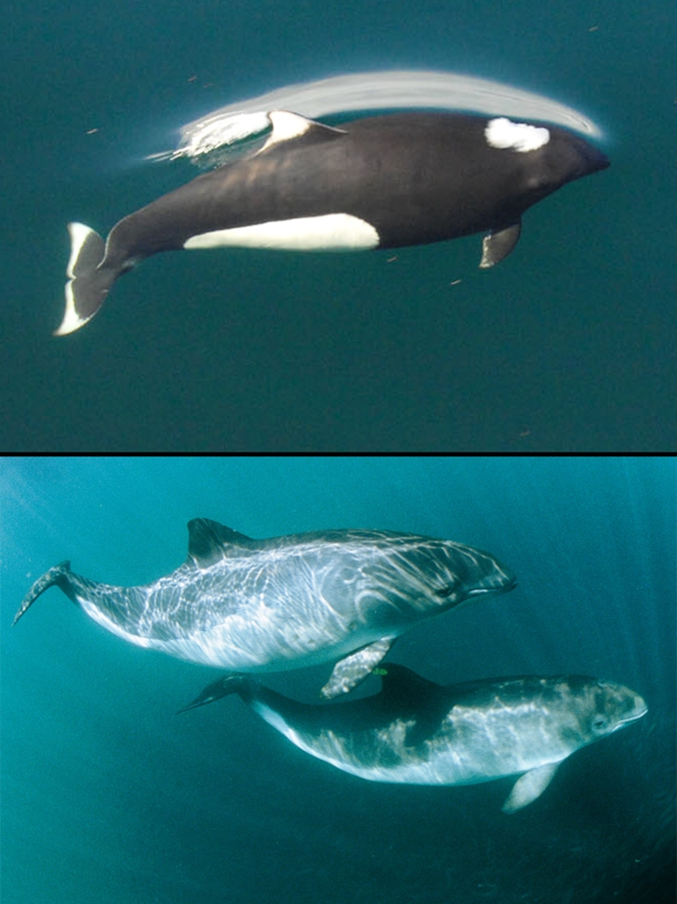 Dall's Porpoise and harbor porpoise pictures for news on how Arctic animals may interbreed to create hybrid species