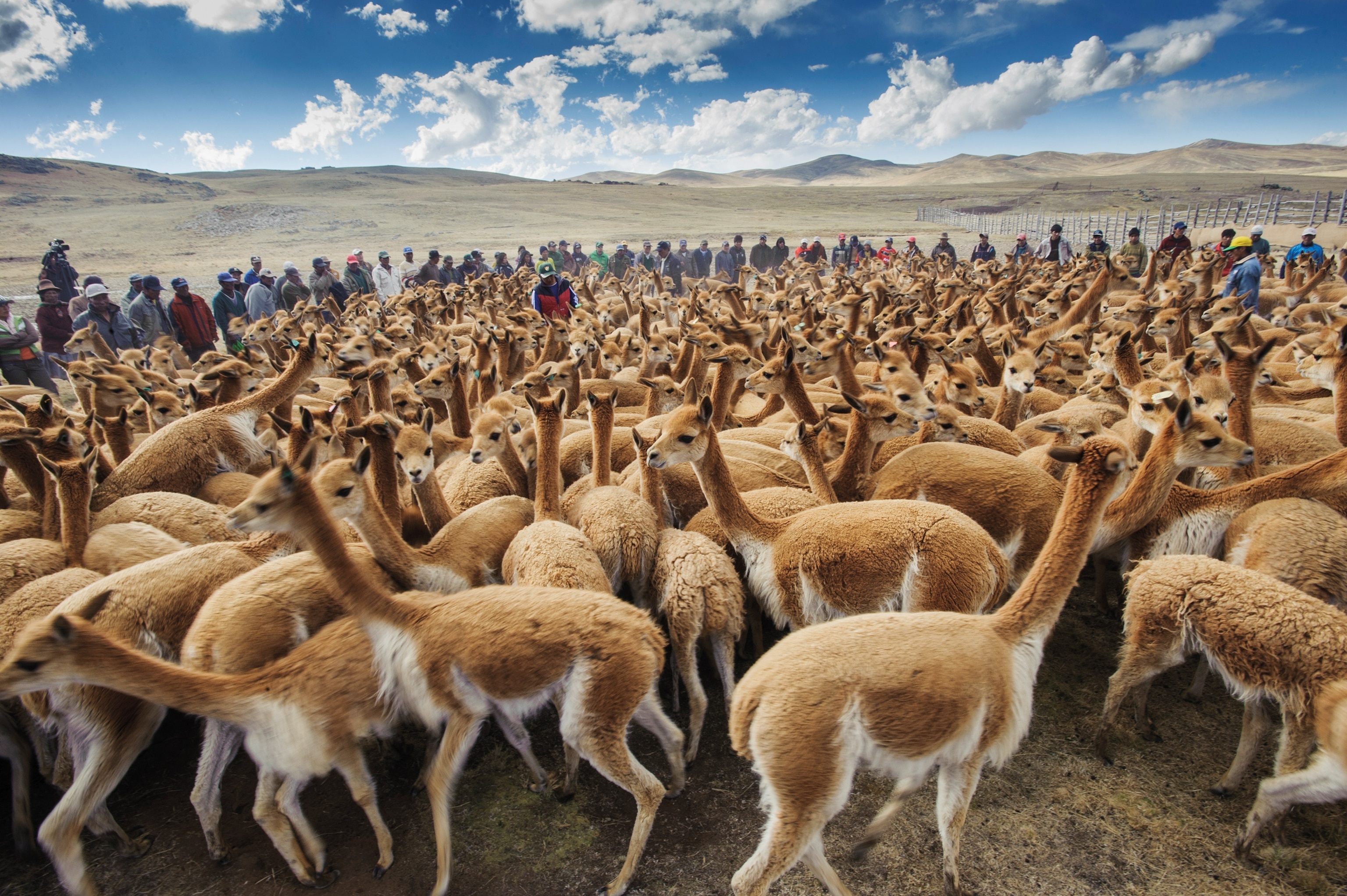 a herd of vicuñas in Quechua village, Peru