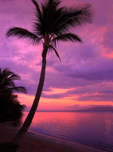 Beach Purple Sunset Backdrop - 388 | Palm tree sunset, Nature ...