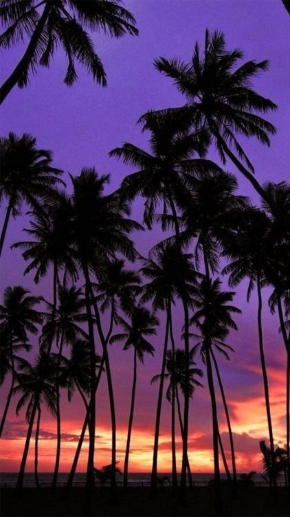 @floredcr | Palm trees wallpaper, Sky aesthetic, Beach wallpaper