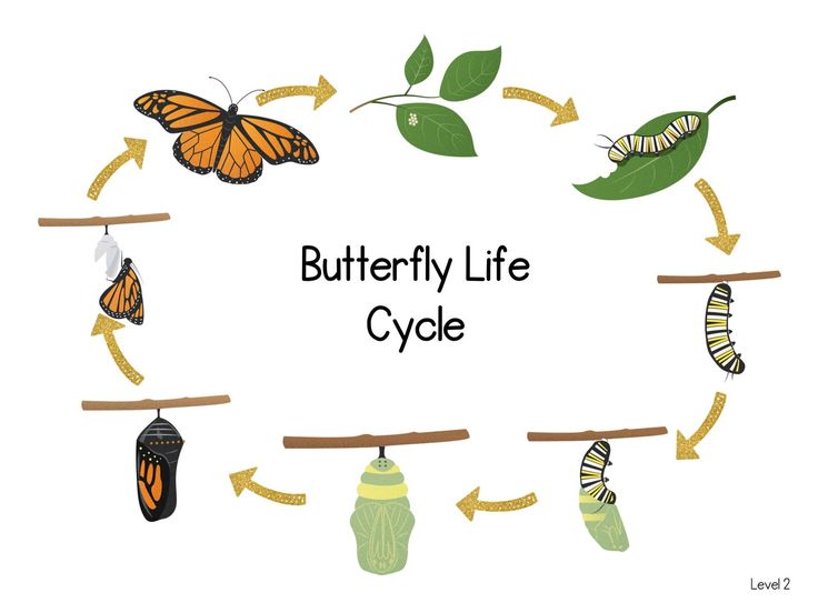 the life cycle of a butterfly on a branch