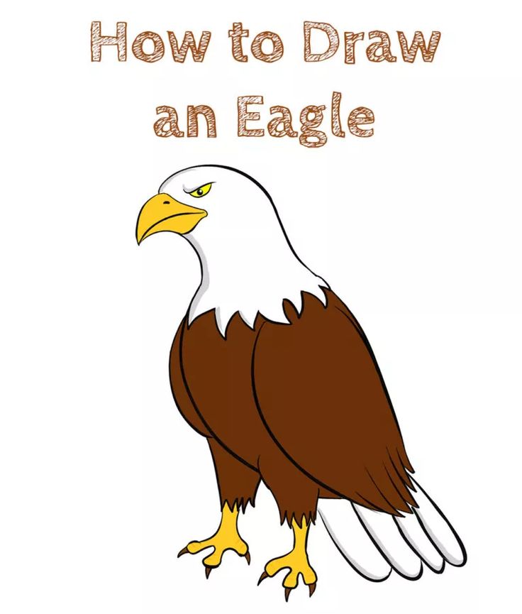 How to Draw an Eagle Easy - How to Draw Easy | Eagle drawing, Eagle ...