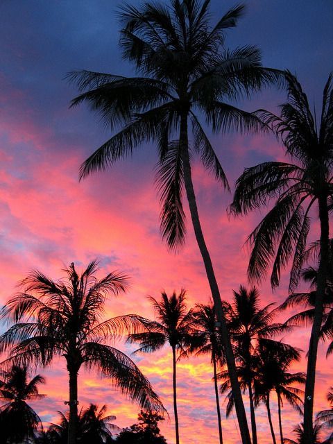 @mariabuenrostroo⚡️ ️ | Palm trees wallpaper, Palm tree sunset, Sunset ...