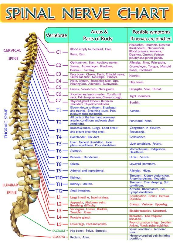 Chart Of Spinal Nerves And What They Control