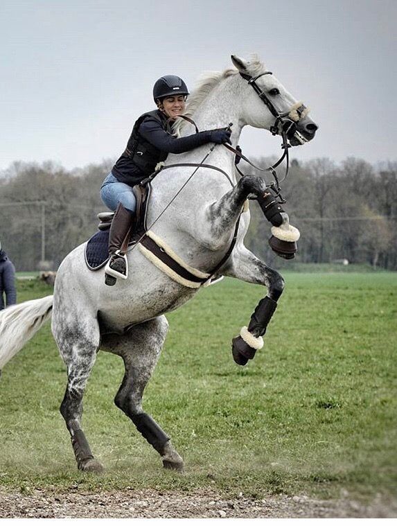 Pin by Sophiemu on Horses | Eventing horses, Horse rearing, Show ...