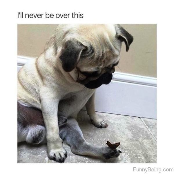 Pin by Wikimemes on Funny Animal Memes | Easiest dogs to train, Pug ...