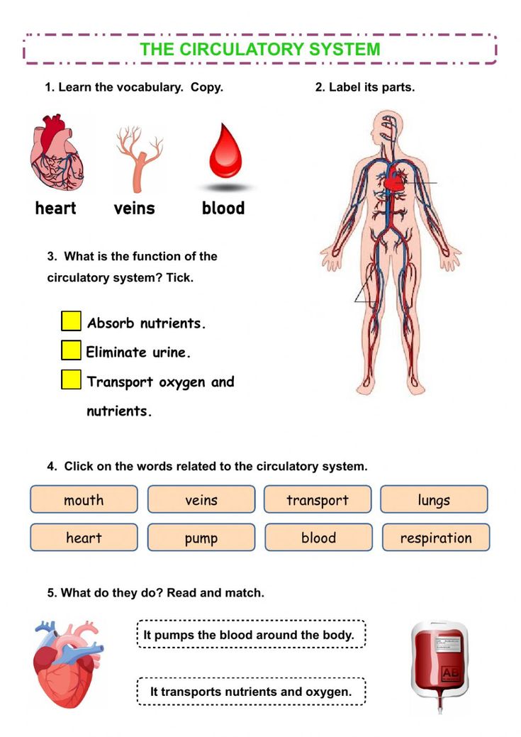 The circulatory system online worksheet | Circulatory system ...