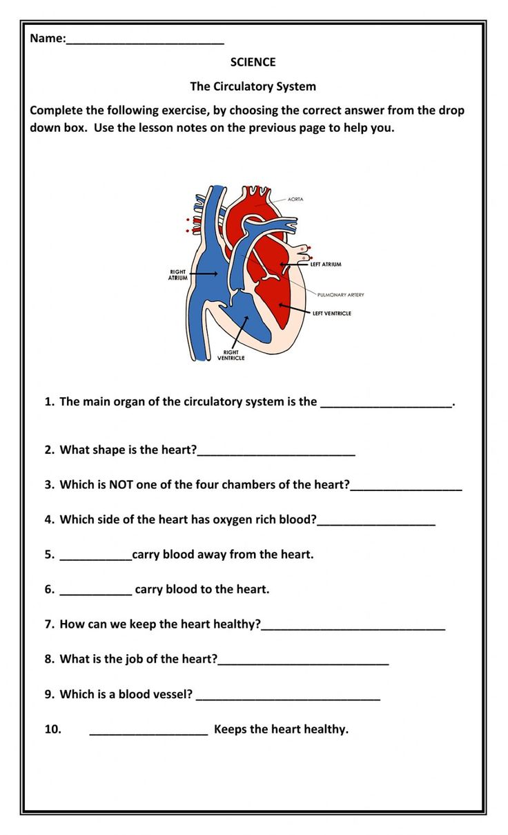 Circulatory System Activity Worksheets Pdf