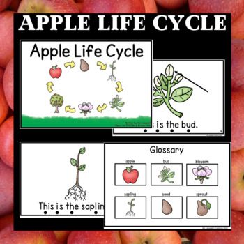 an apple life cycle worksheet with pictures