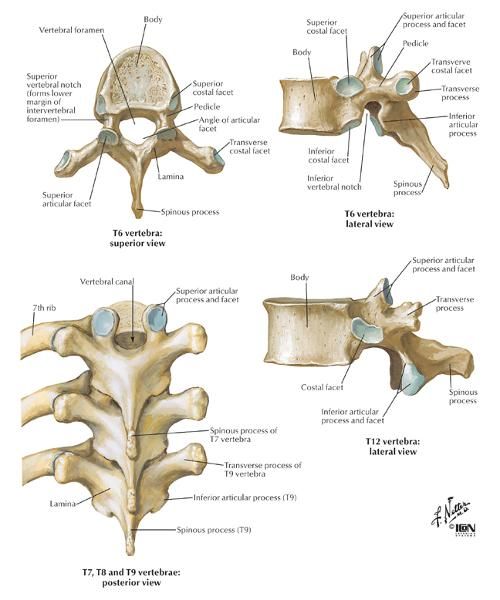 Image result for cat vertebrae labeled | Thoracic vertebrae, Anatomy ...