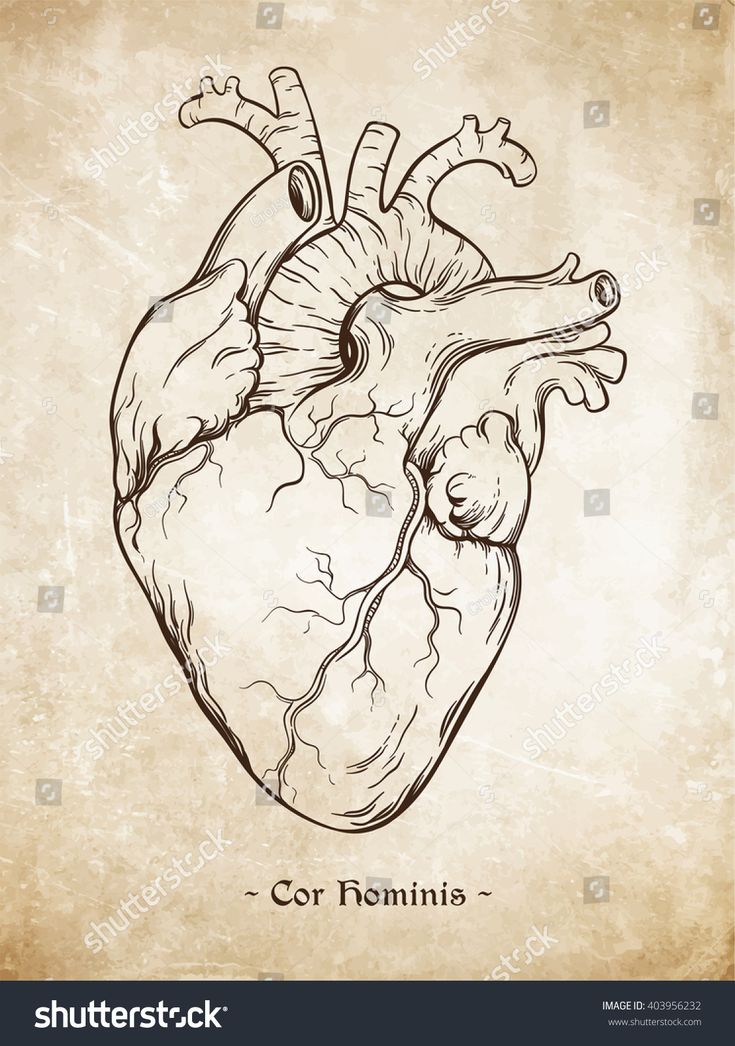 Hand drawn line art anatomically correct human heart. Da Vinci sketches ...