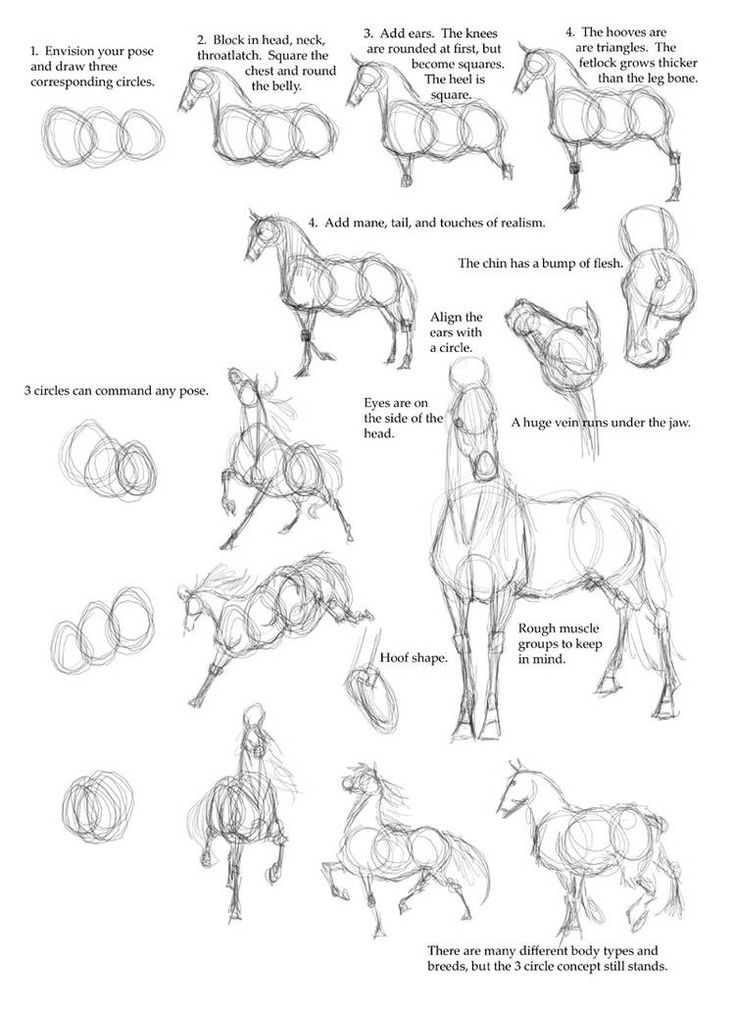 Horse Head Basic Tutorial by KajaNijssen on DeviantArt | Horse art ...