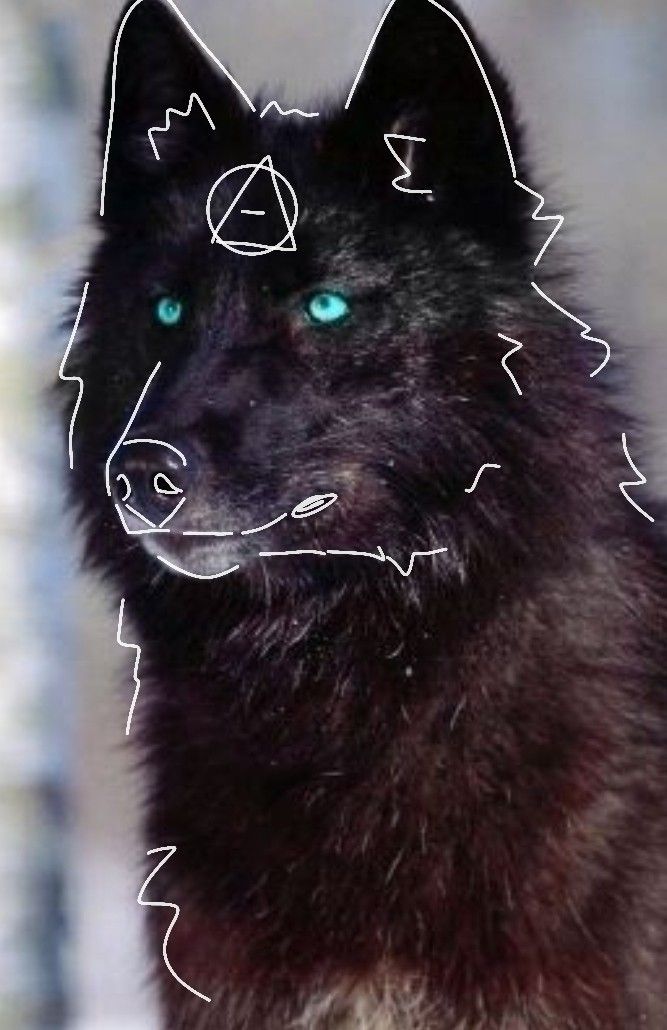 Black wolf therian profile | Animali