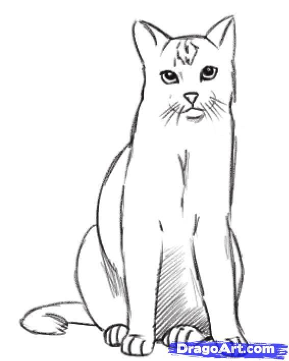 Realistic Cat Drawing Outline