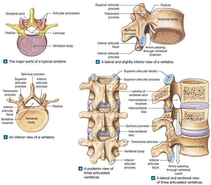 7.6: The five vertebral regions—cervical, thoracic, lumbar, sacral, and ...