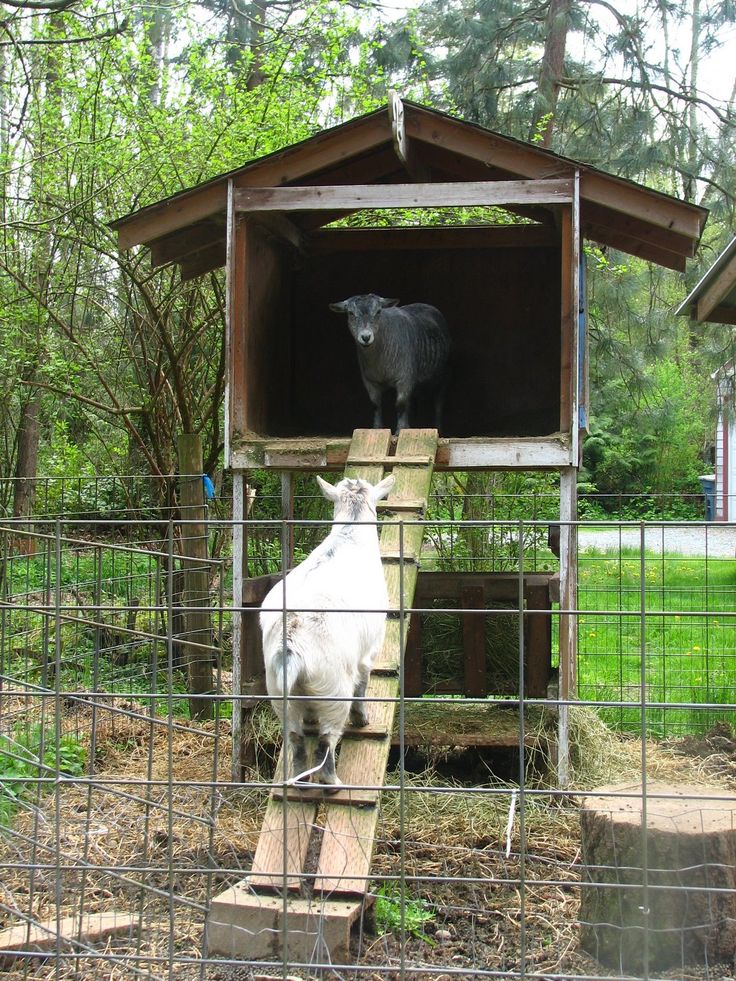 2014 summer project! Build a goat house and pen, get some 