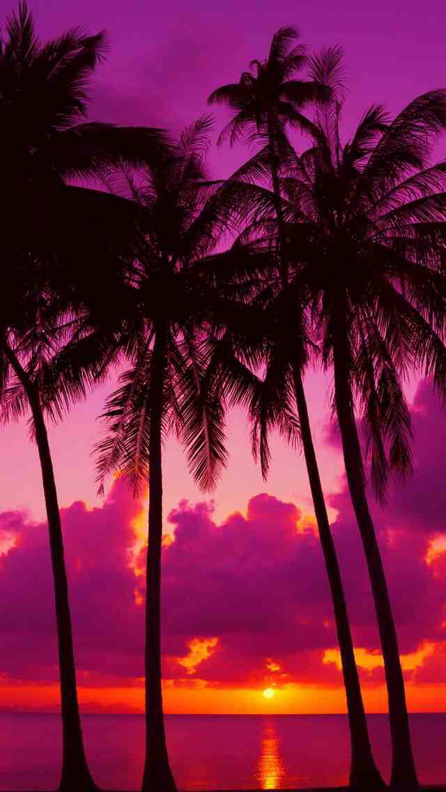 Sunset Pictures With Palm Trees : Beautiful Sunset Red Clouds Villa ...