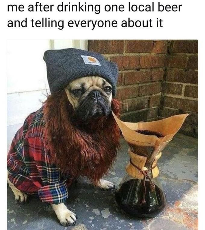 Hipster dog made his own beer, telling everyone about it | Hipster ...