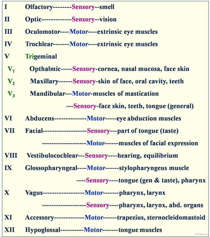 Cranial Nerves And Functions