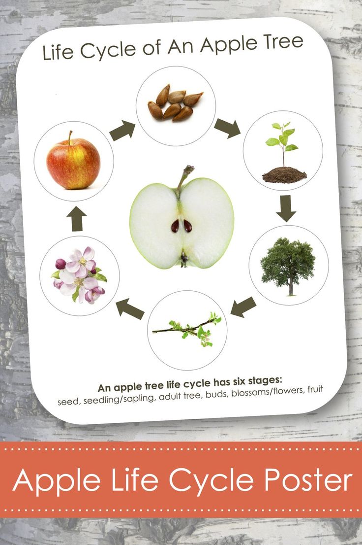 Free Printable Apple Life Cycle