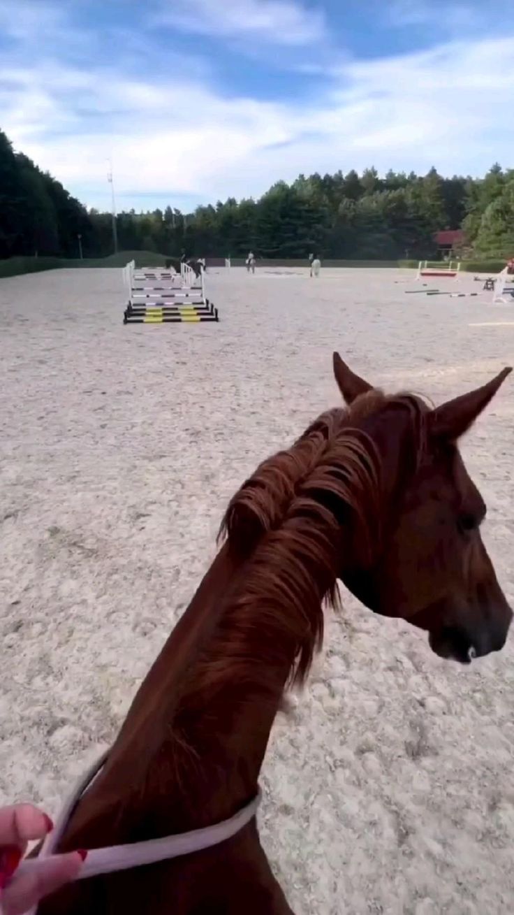 how wonderful! | Horses, Horses jumping videos, Cute horses