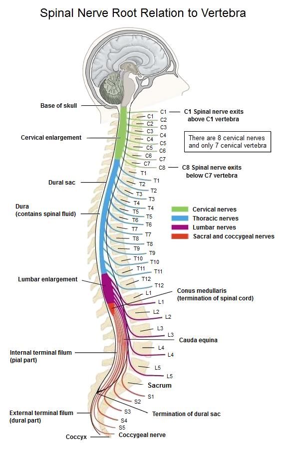 Image result for t12 nerve distribution | Spinal nerve, Spinal fluid ...