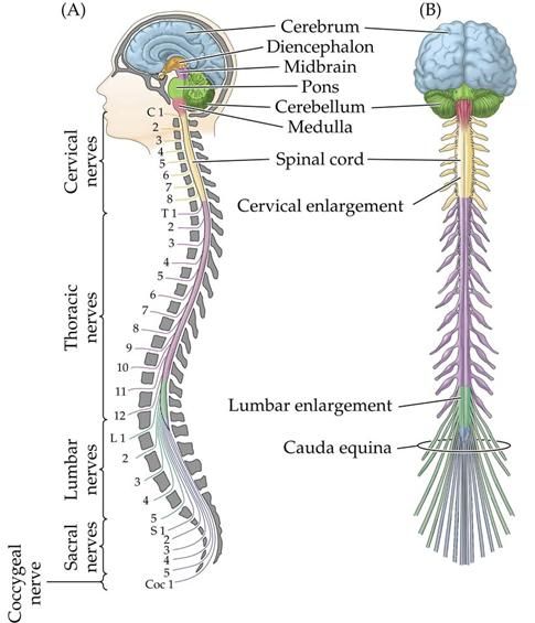 Spinal cord | Nervous system, Spinal nerve, Spinal cord