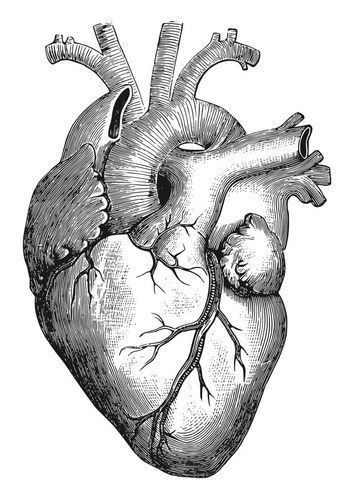 MeDiCaL_wOrLd | Corazón dibujo anatómico, Dibujo de corazon humano ...