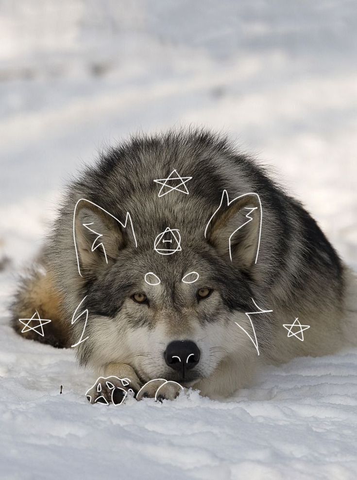 wolf therian pfp 🐺🐺 | Pretty animals, Cat background, Fox pictures