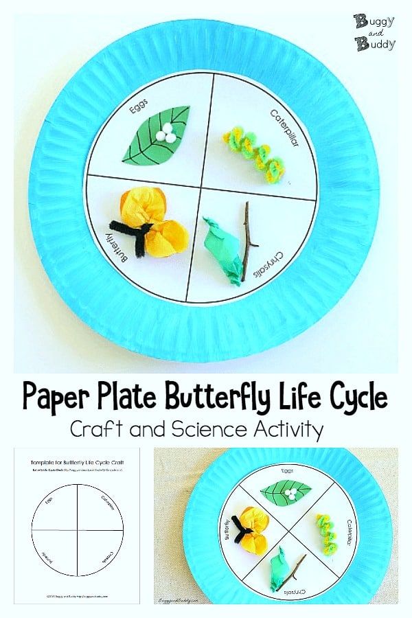 Butterfly Life Cycle Paper Plate Craft