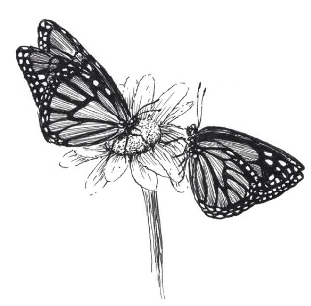  Pencil drawing Butterfly sketch Butterfly drawing Monarch butterfly 