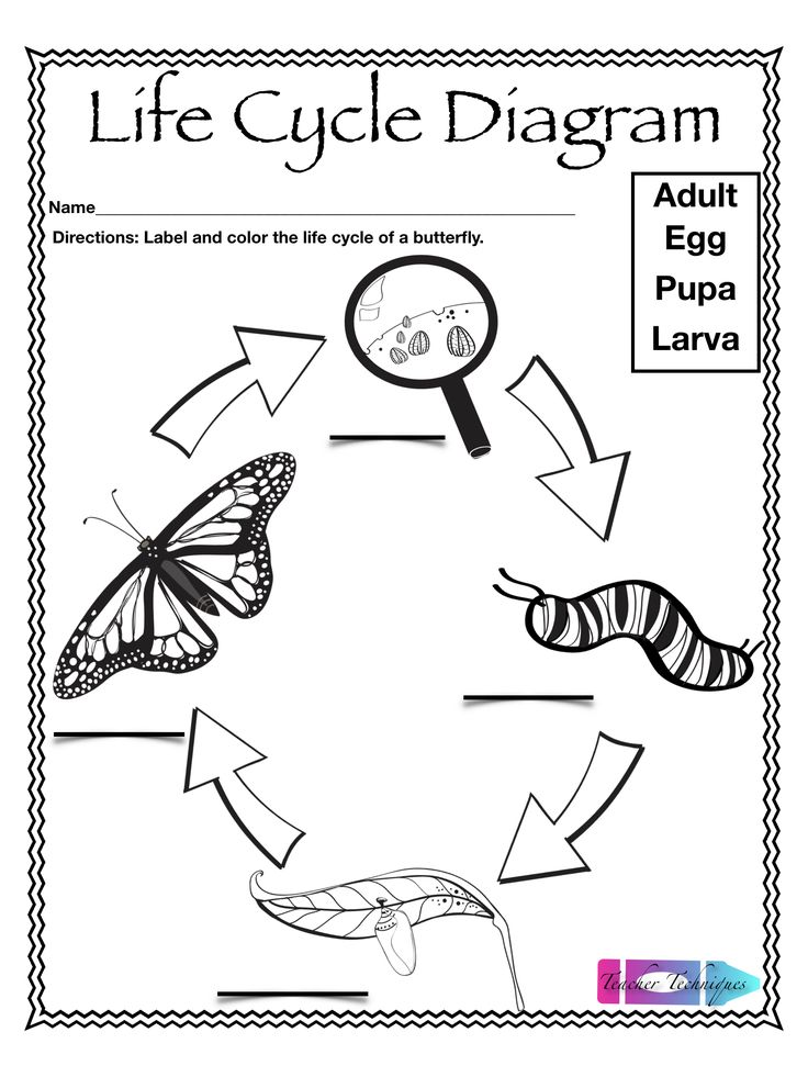 Butterfly Life Cycle Unit | Butterfly life cycle, Life cycles ...