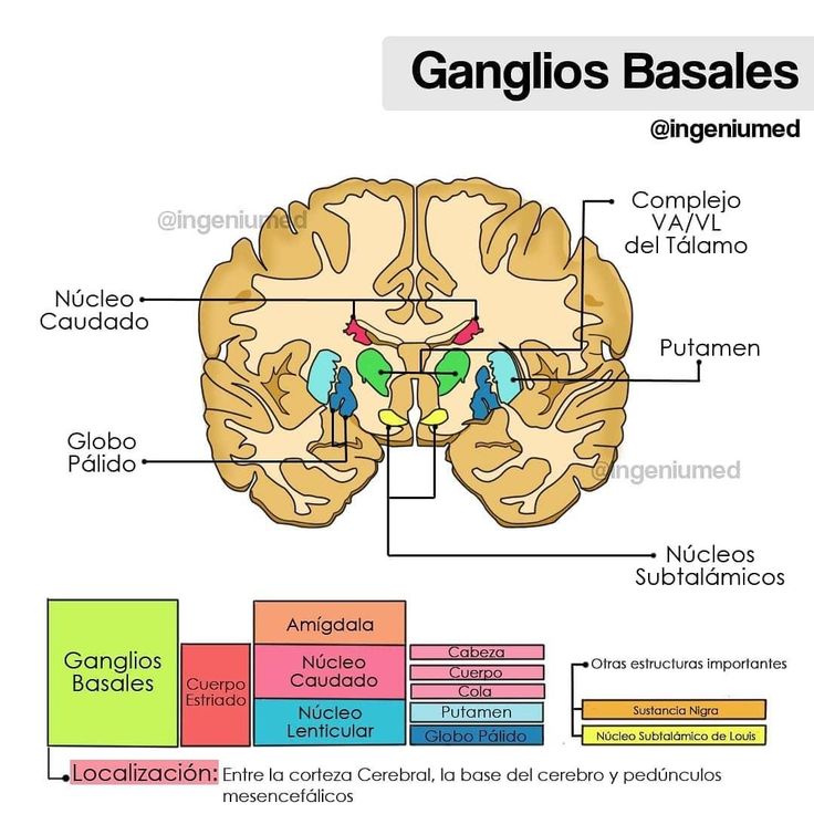 an image of the human brain with labels on each side and words below it ...