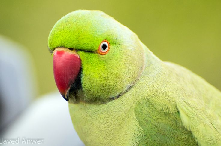 Green bird by Javed on 500px | Green bird, Bird, Green