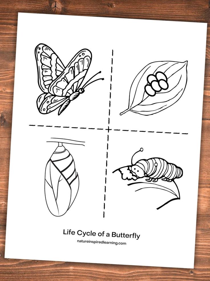 the life cycle of a butterfly is shown in black and white on a wooden ...