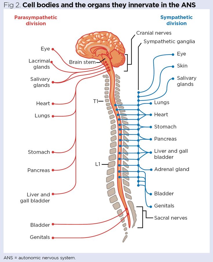 Nervous system 6: the autonomic nervous system – anatomy and function ...