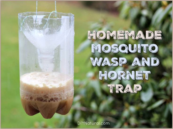 Learn To Make Mosquito, Wasp, and Hornet Traps | Homemade wasp trap