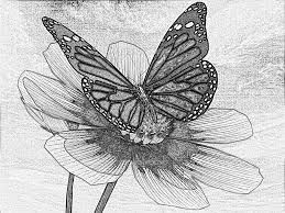 Image result for butterfly schetches Pencil drawings of nature 