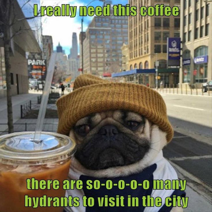 a small pug dog wearing a hat and sweater with a drink in front of it