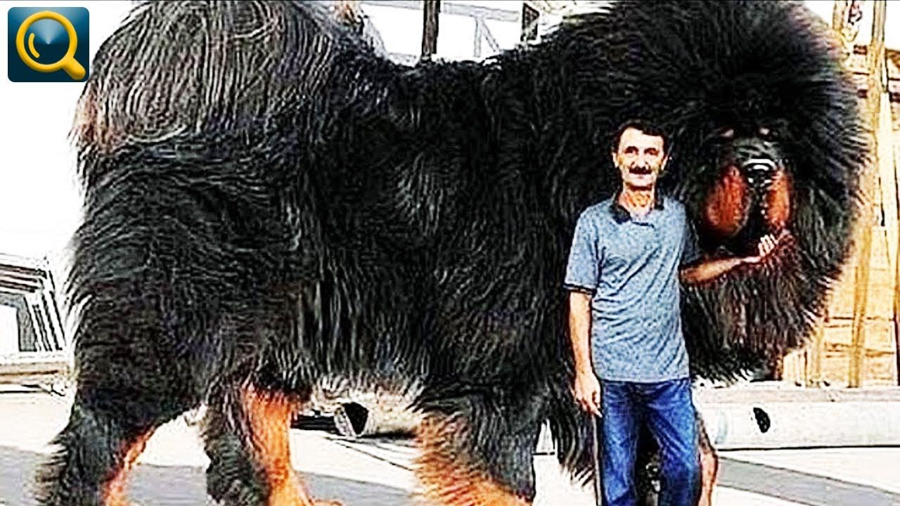 The World S Largest Dog Breeds Worldatlas - vrogue.co